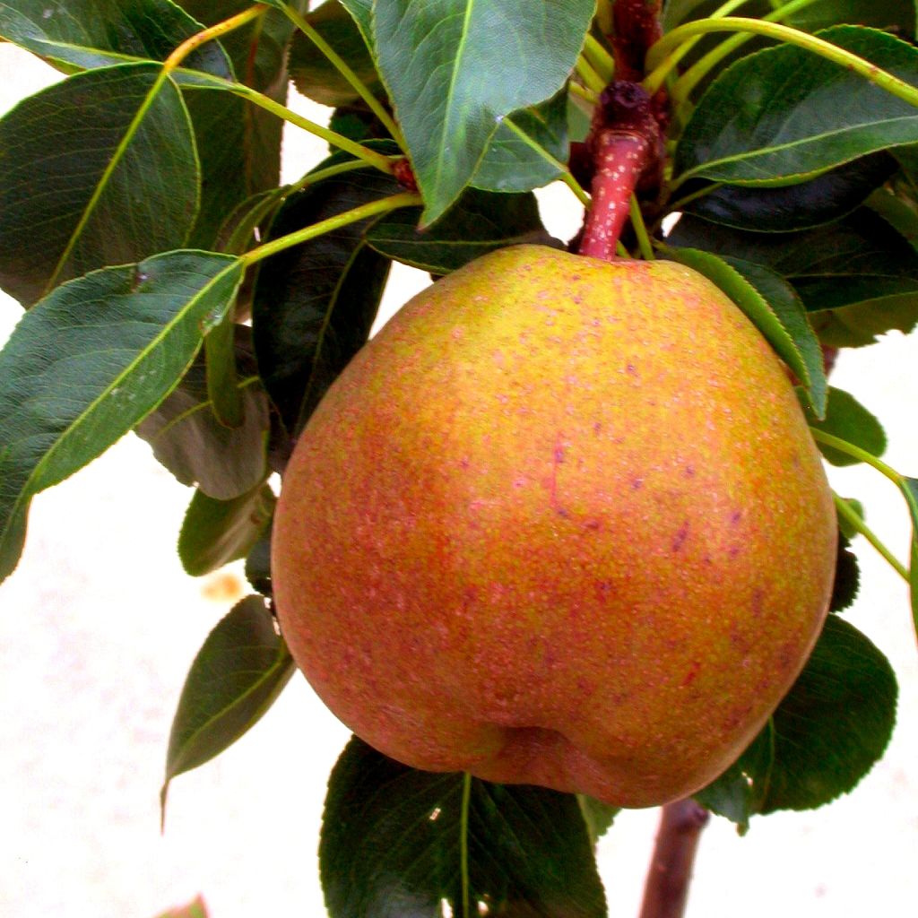 Zwergbirnbaum Garden Gem Pyred - Pyrus communis