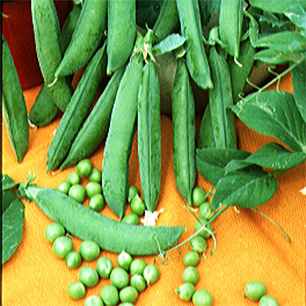 Pois Merveille De Kelvedon NT - Ferme de Ste Marthe