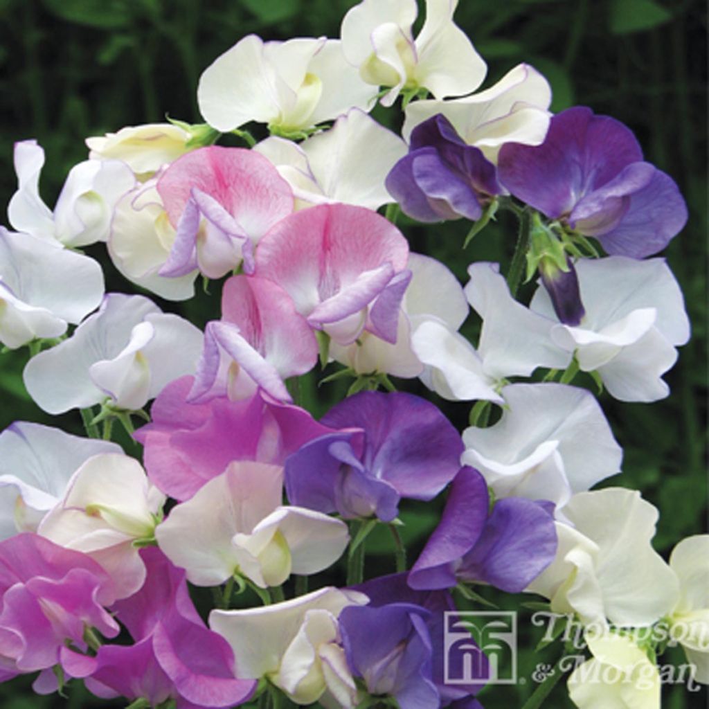 Duftwicke Scent Infusion (Samen) - Lathyrus odoratus