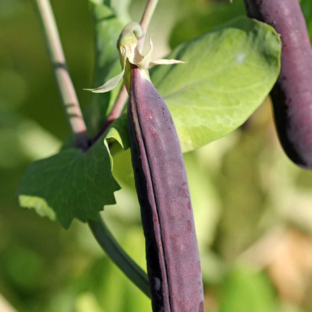 Riesige Erbse Blauwschokker