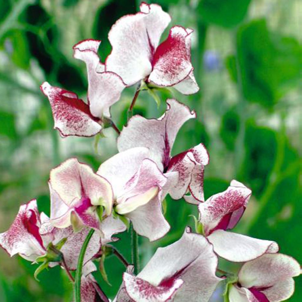 Duftwicke Wiltshire Ripple (Samen) - Lathyrus odoratus