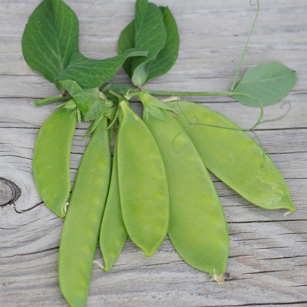 Pois mangetout Bamby NT - Ferme de Ste Marthe