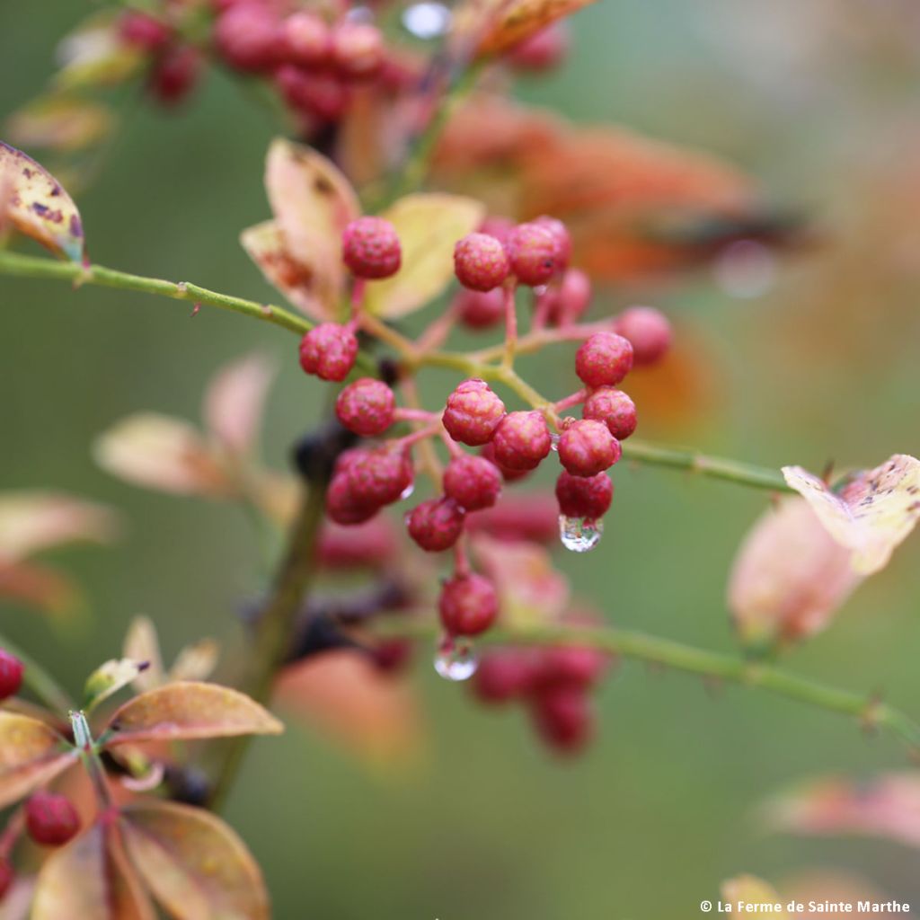 Szechuanpfeffer - Zanthoxylum piperitum