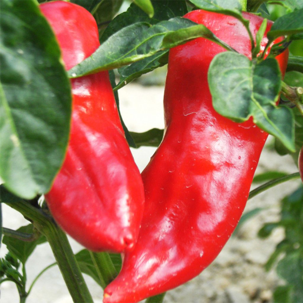 Paprika Lipari F1 Bio