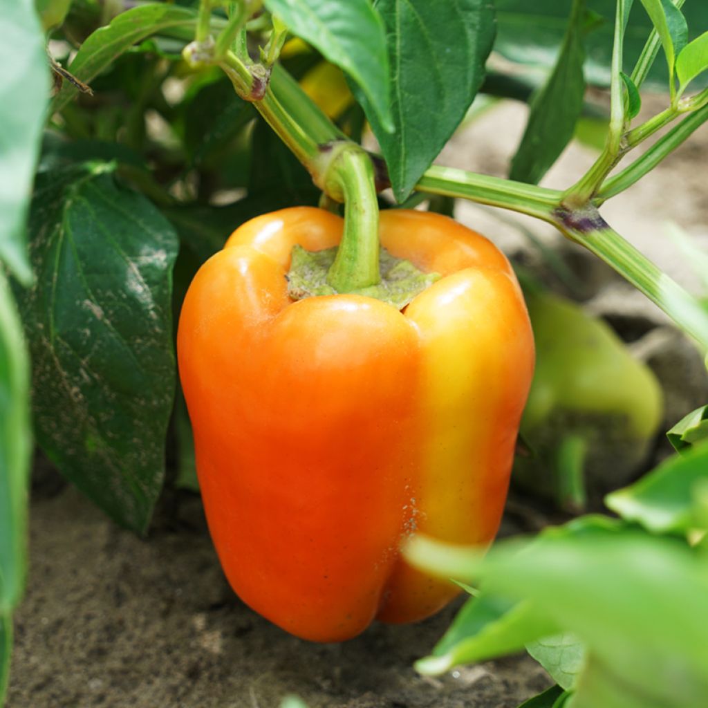 Paprika Petit Marseillais - Ferme de Sainte Marthe