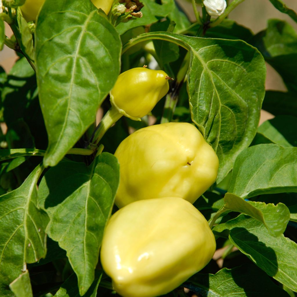 Paprika Petit Marseillais - Ferme de Sainte Marthe