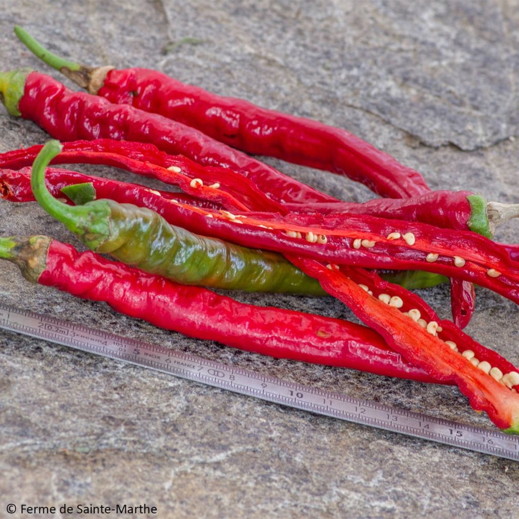 Paprika Sigaretta di Bergamo - Ferme de Sainte Marthe