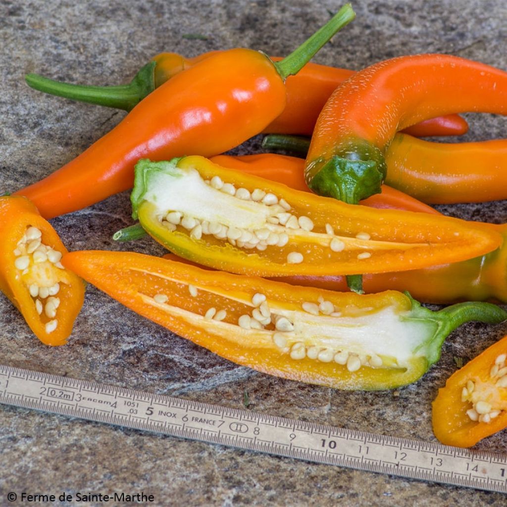 Paprika Tequila Sunrise - Ferme de Sainte Marthe