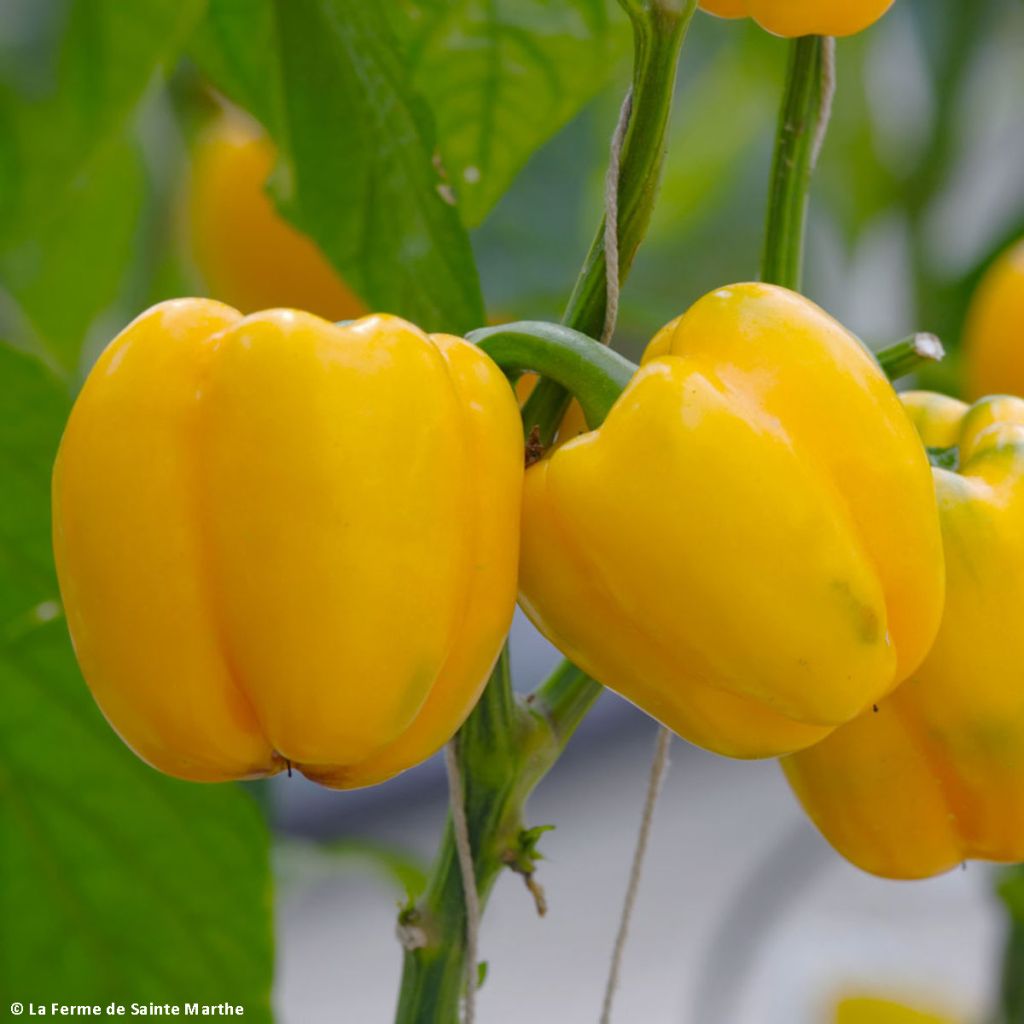 Paprika Carre d’Asti Jaune Bio - Ferme de Sainte Marthe