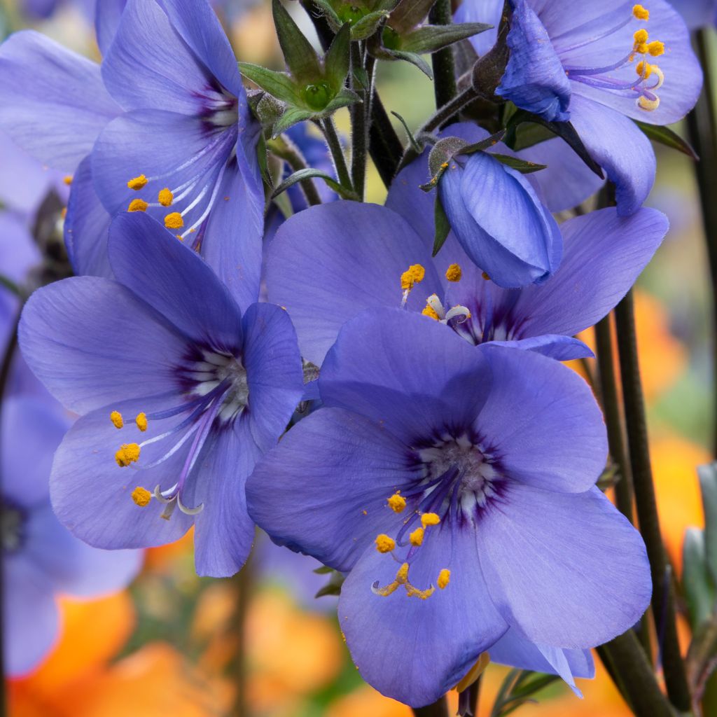 Polemonium Bressingham Purple - Jakobsleiter