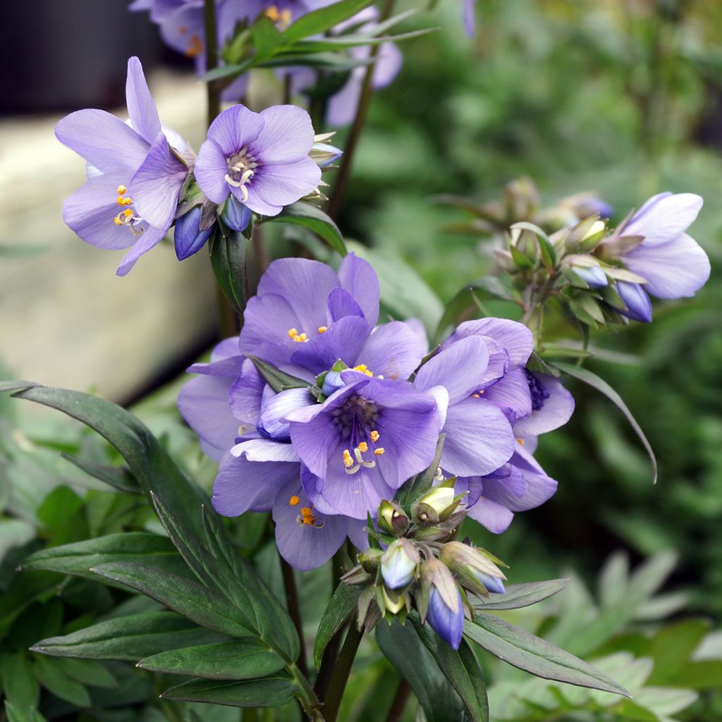 Polemonium Bressingham Purple - Jakobsleiter