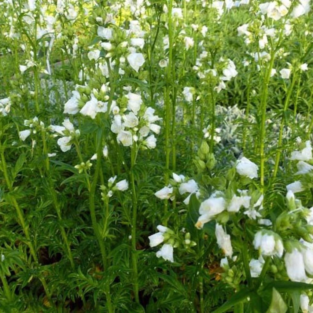 Polemonium yezoense Halfway to Paradise - Jakobsleiter