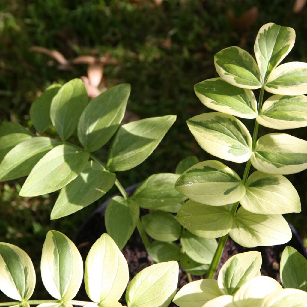 Polemonium yezoense Halfway to Paradise - Jakobsleiter