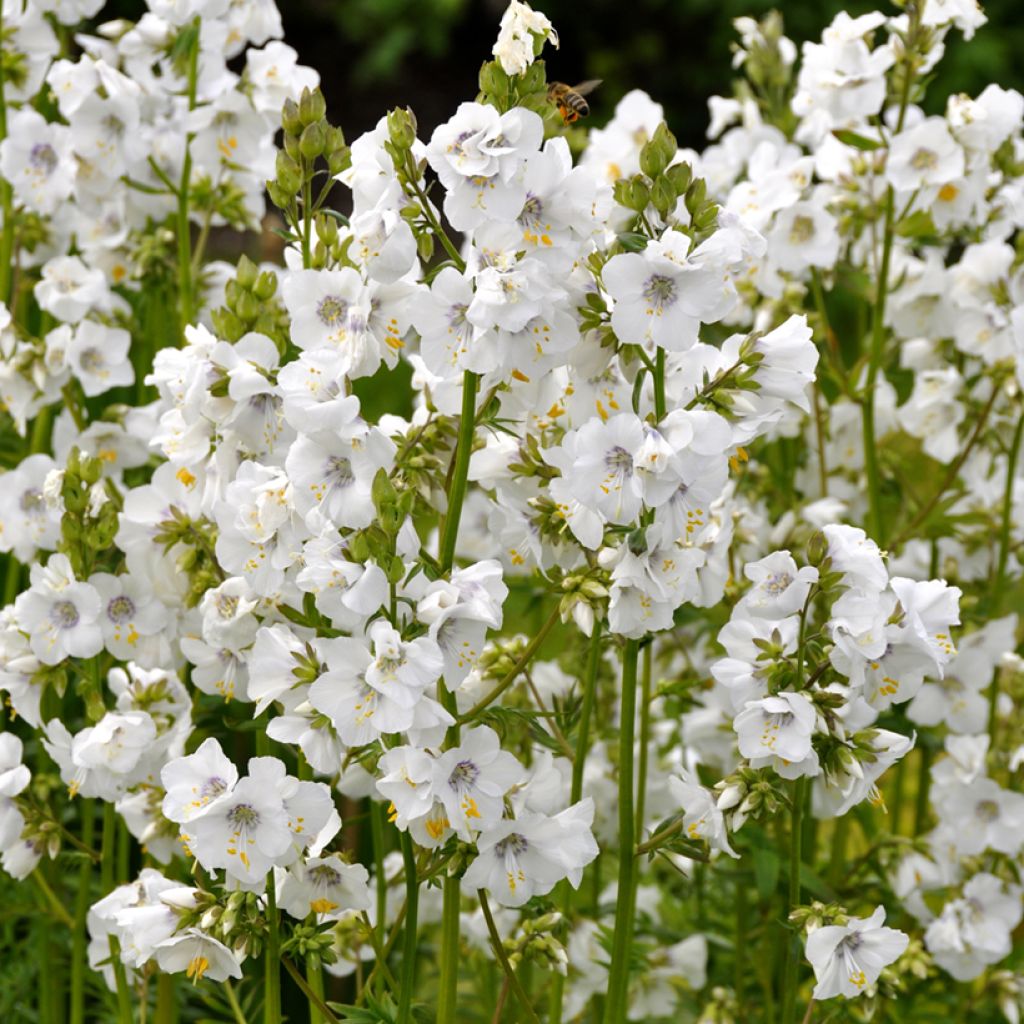 Polemonium yezoense Halfway to Paradise - Jakobsleiter