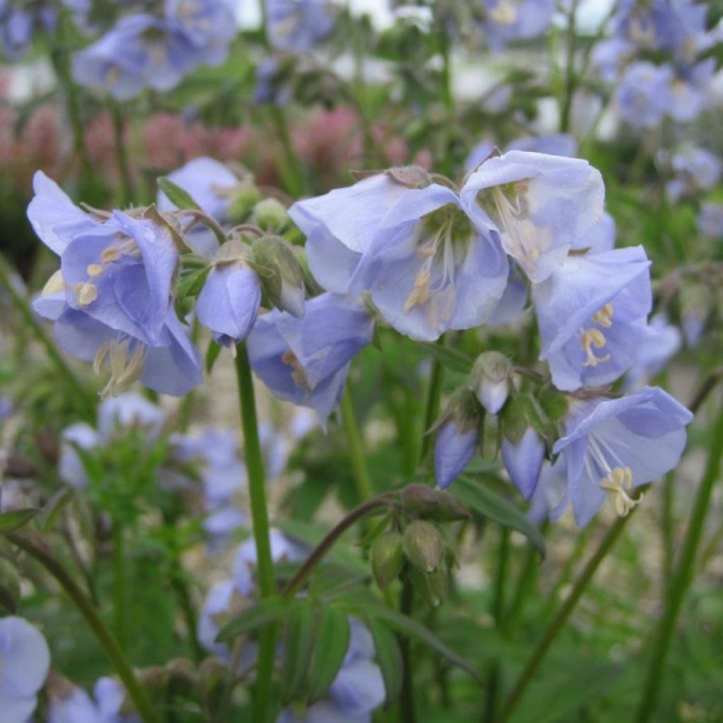 Polemonium Sonia's Bluebell - Jakobsleiter