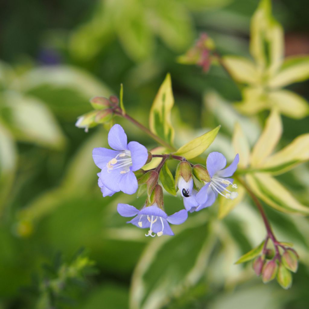 Polemonium reptans Stairway to Heaven - Jakobsleiter