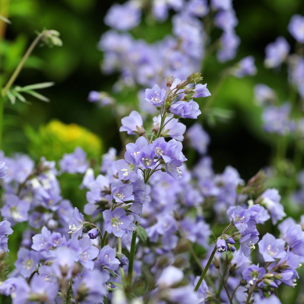 Polemonium reptans Stairway to Heaven - Jakobsleiter