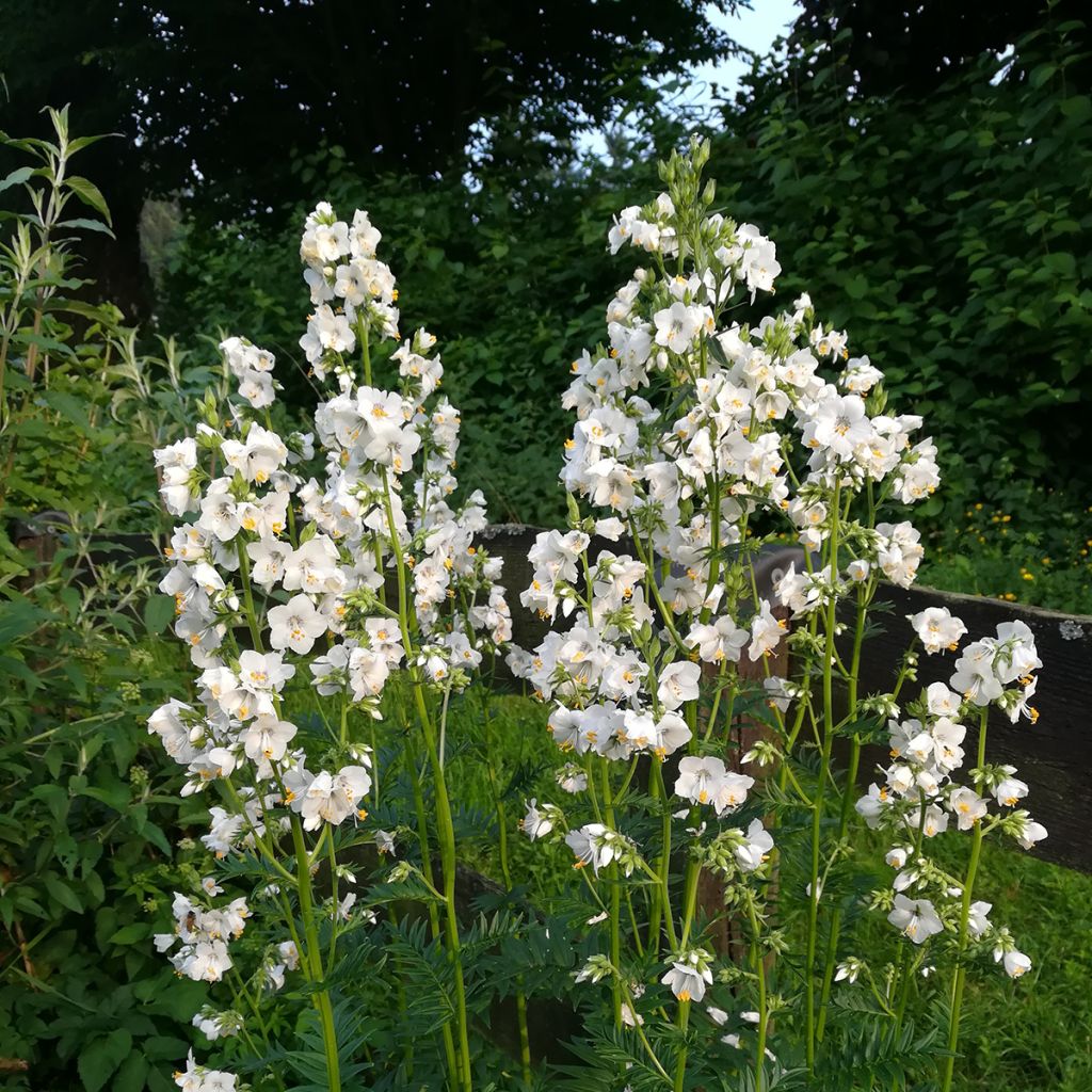 Polemonium caeruleum Album - Jakobsleiter