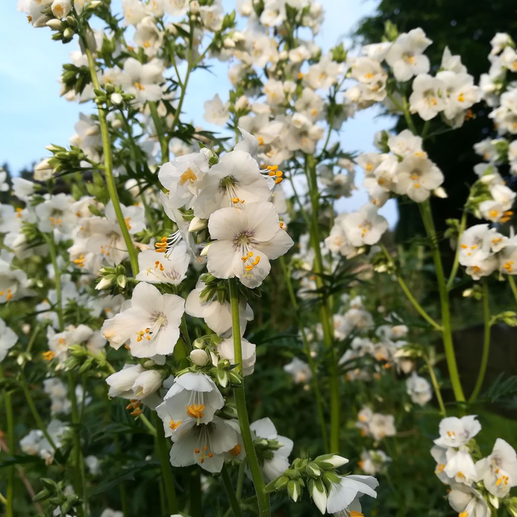 Polemonium caeruleum Album - Jakobsleiter