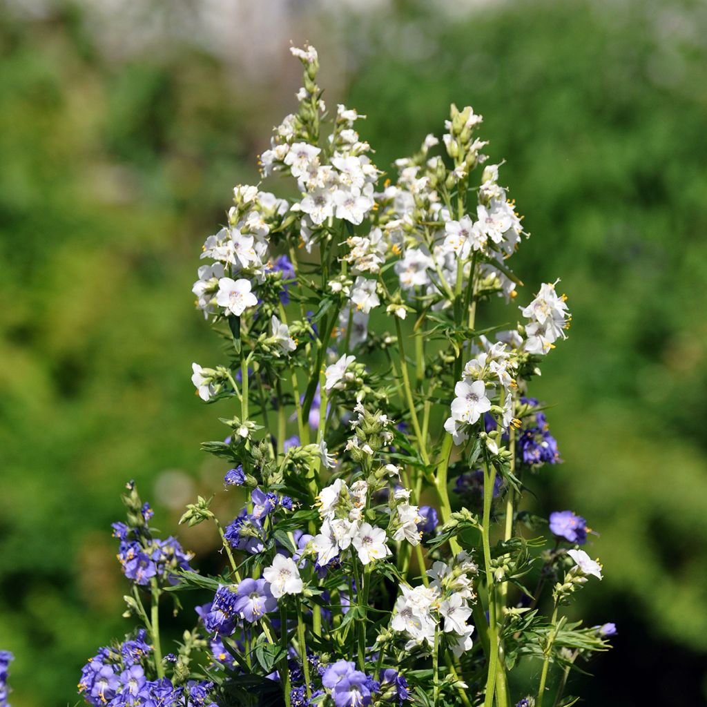 Polemonium caeruleum Album - Jakobsleiter