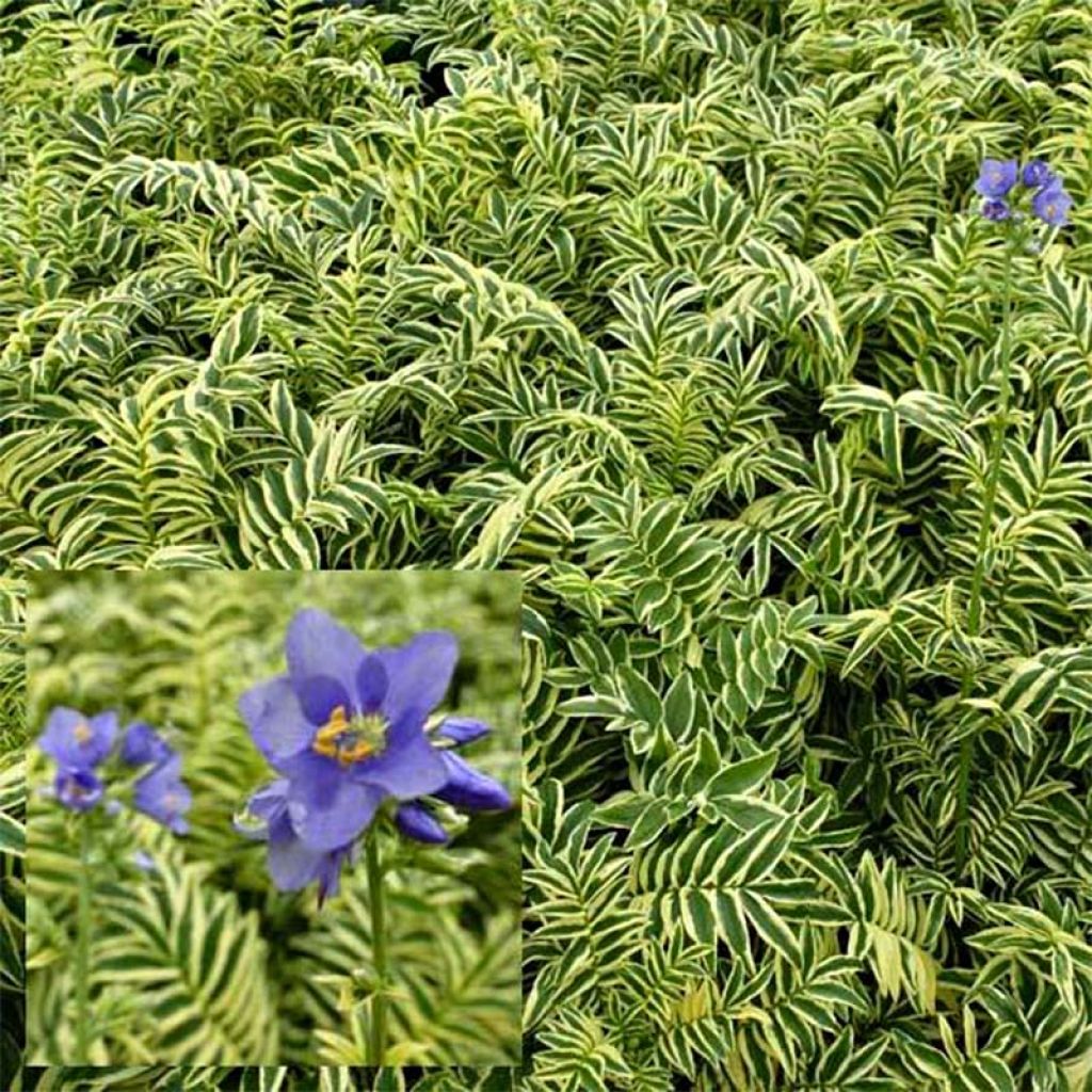 Polemonium caeruleum Brise d'Anjou - Valériane grecque