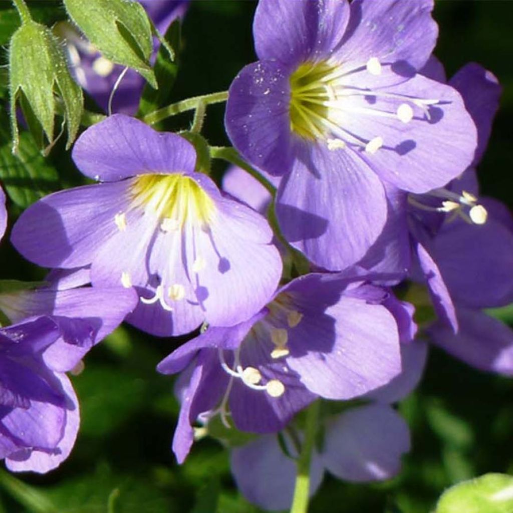 Polemonium caeruleum Lambrook Mauve - Jakobsleiter