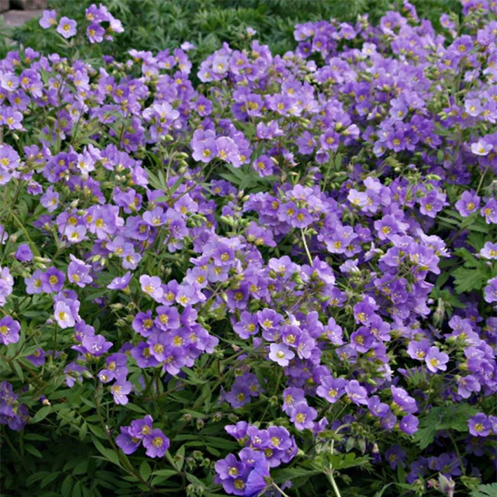 Polemonium caeruleum Lambrook Mauve - Jakobsleiter