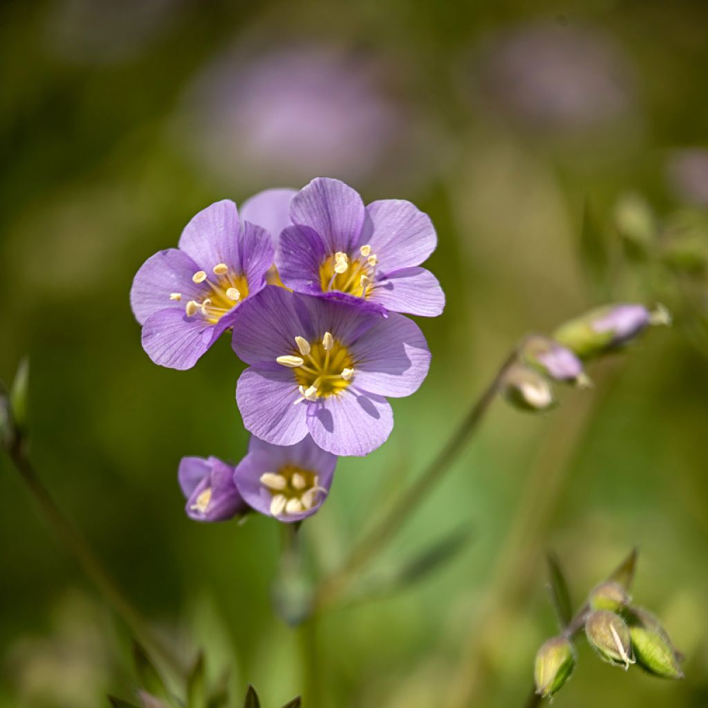 Polemonium caeruleum Lambrook Mauve - Jakobsleiter