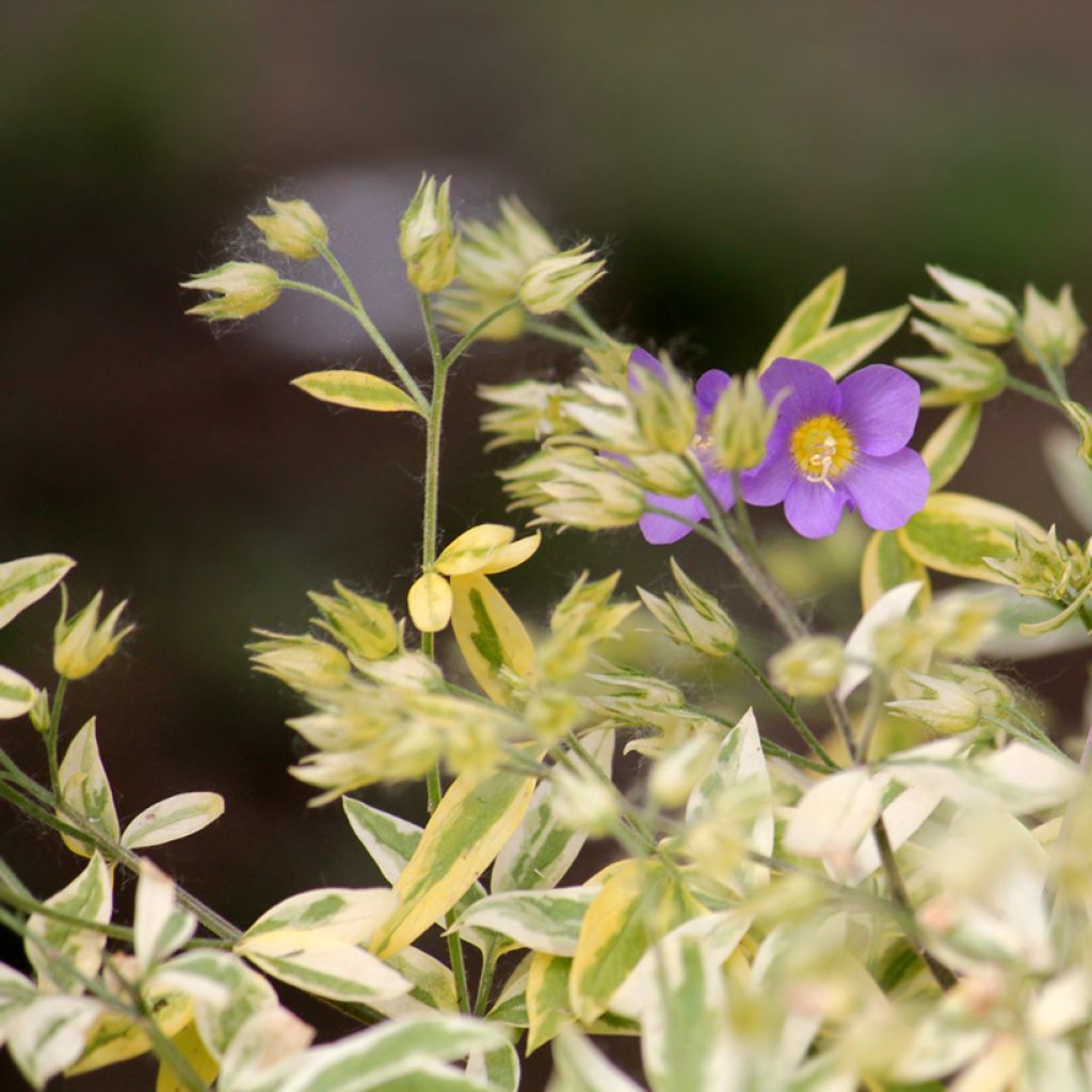 Polemonium pulcherrimum Golden Feathers - Jakobsleiter