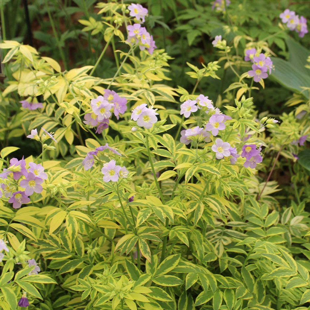 Polemonium pulcherrimum Golden Feathers - Jakobsleiter