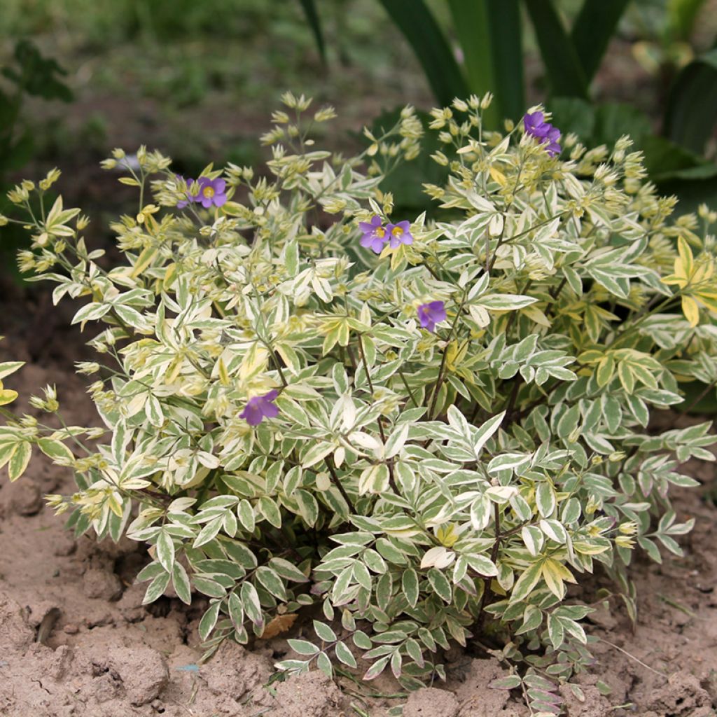 Polemonium pulcherrimum Golden Feathers - Jakobsleiter