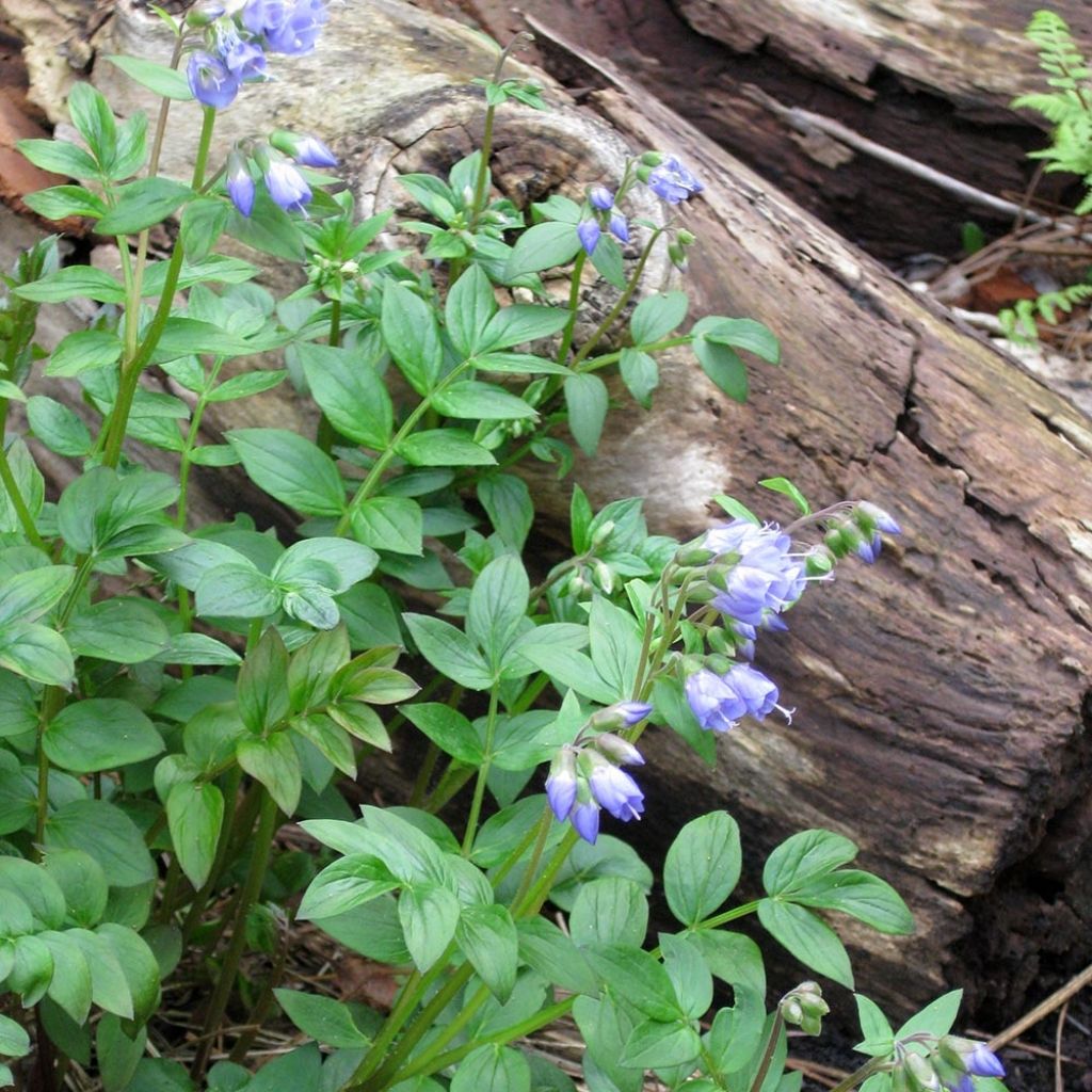 Polemonium reptans - Valériane grecque rampante