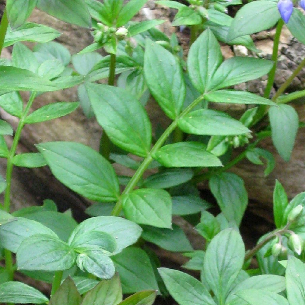 Polemonium reptans - Jakobsleiter