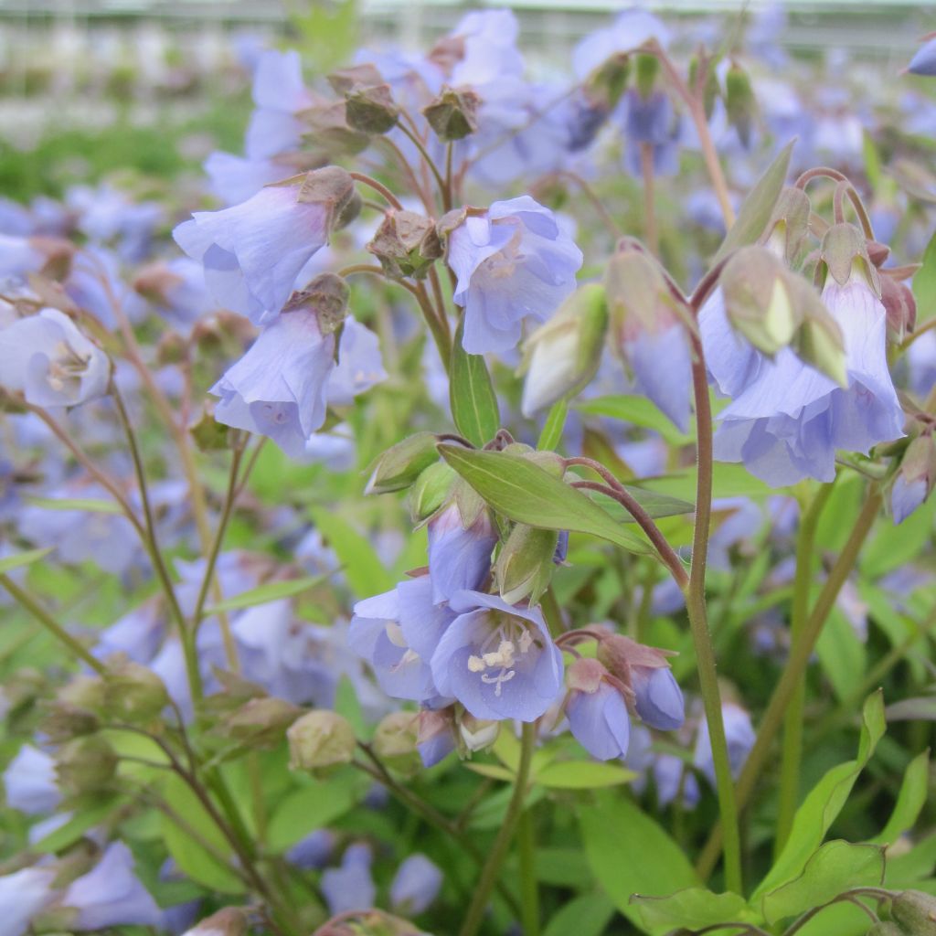 Polemonium reptans Blue Pearl - Jakobsleiter