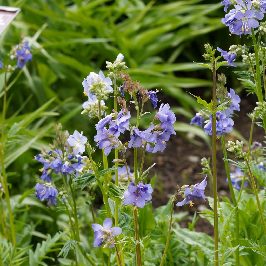 Polemonium reptans Blue Pearl - Jakobsleiter