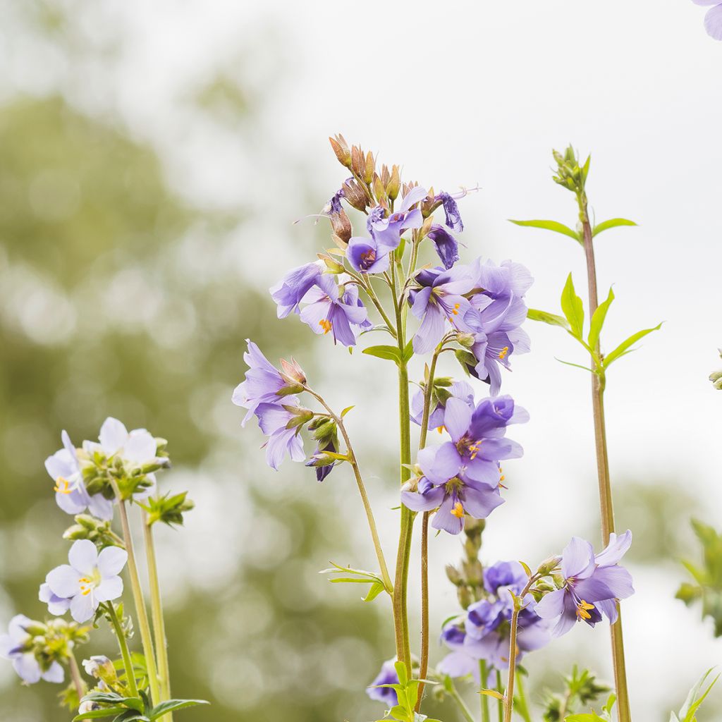 Polemonium reptans Blue Pearl - Jakobsleiter