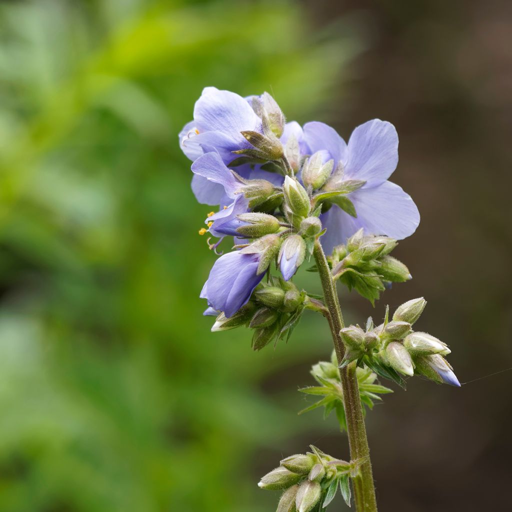 Polemonium reptans Blue Pearl - Jakobsleiter