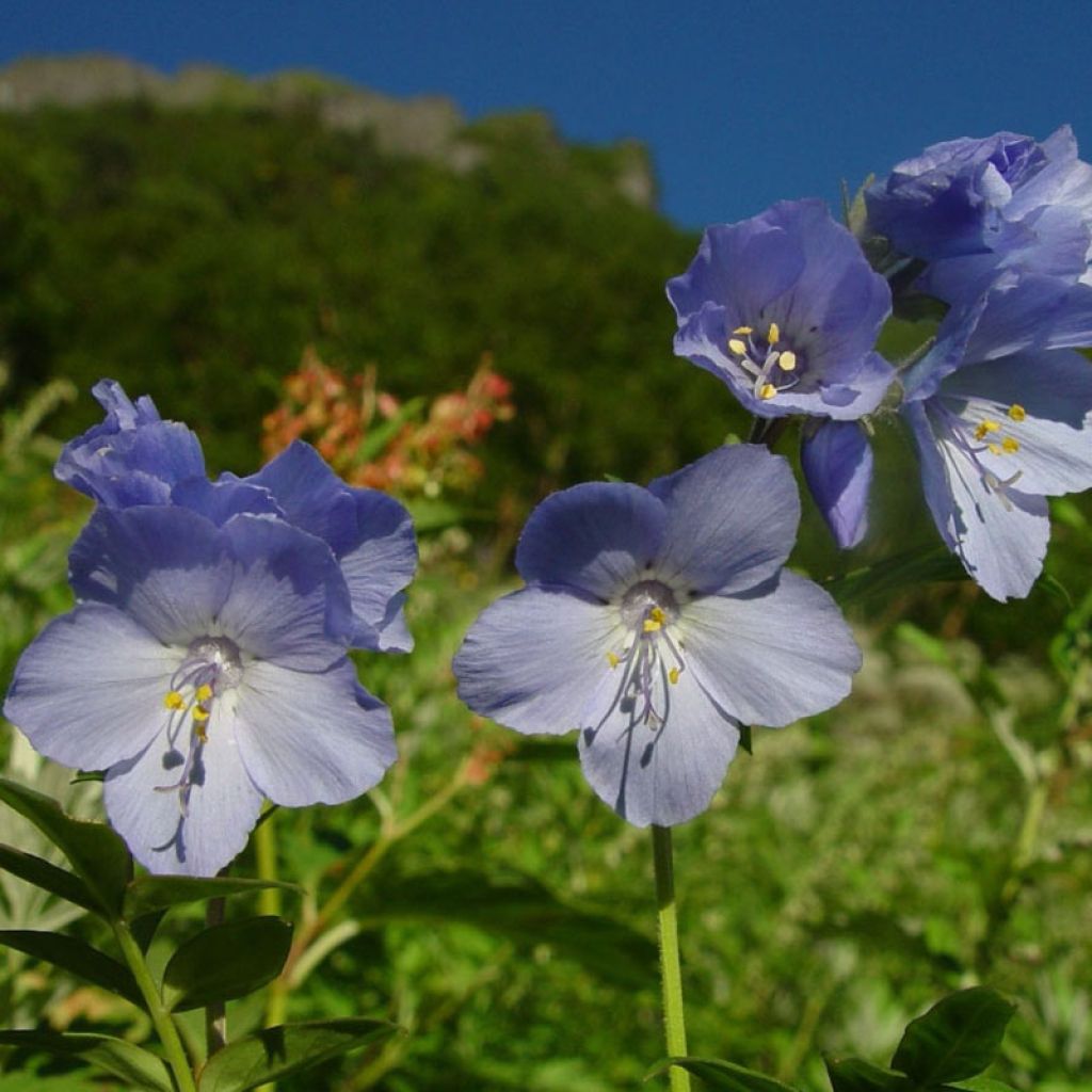 Polemonium yezoense Purple rain - Jakobsleiter