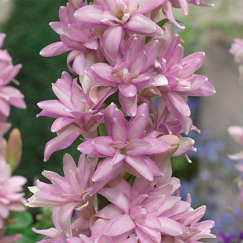 Polianthes tuberosa Pink Sapphire - Tubéreuse Rose Double.