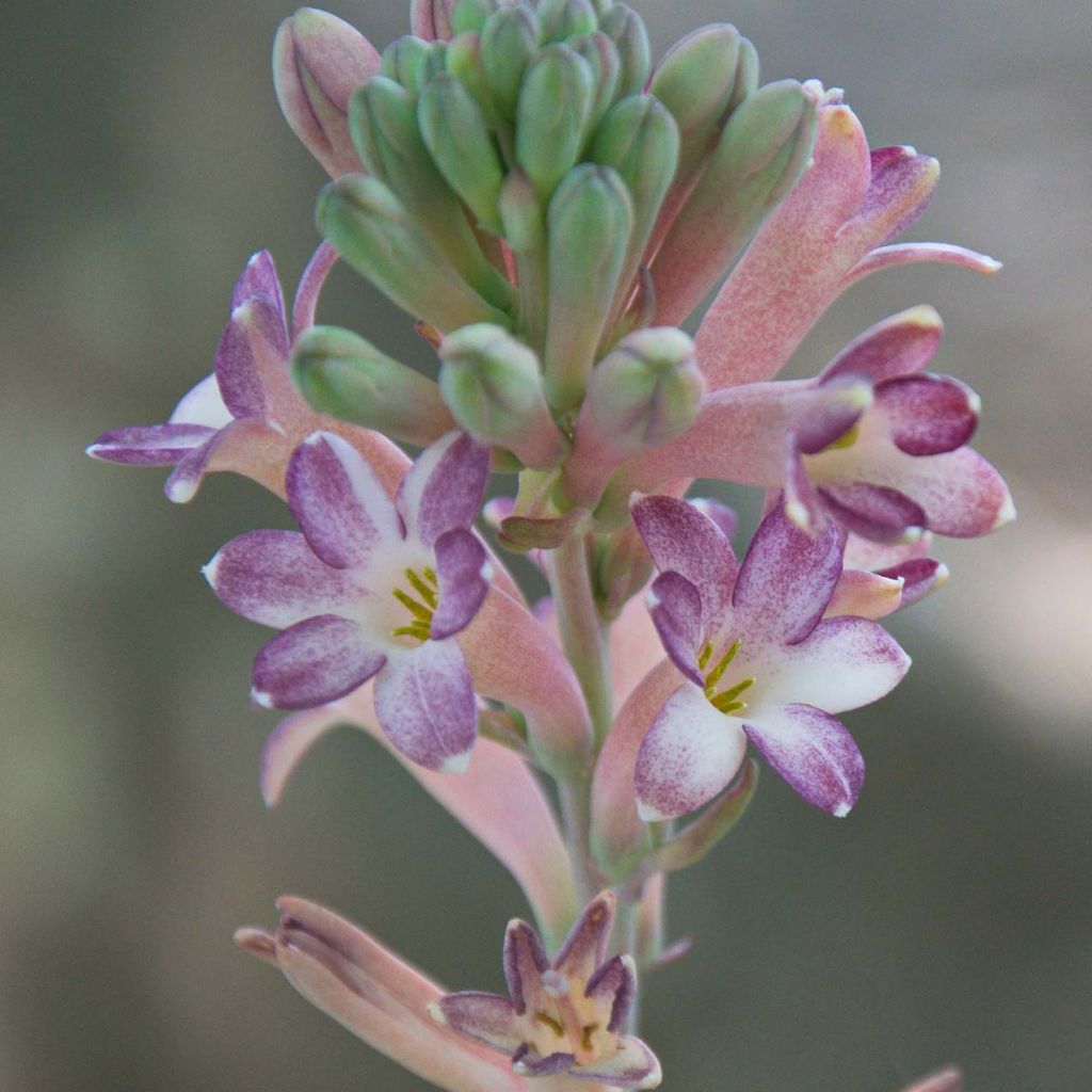 Polianthes tuberosa Sensation - Tuberose