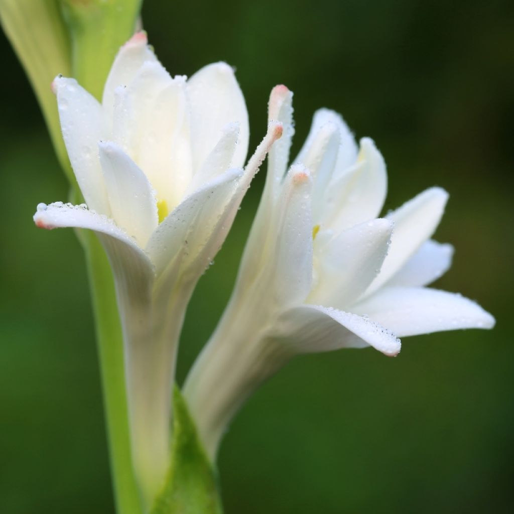 Polyanthes tuberosa The Pearl - Tuberose