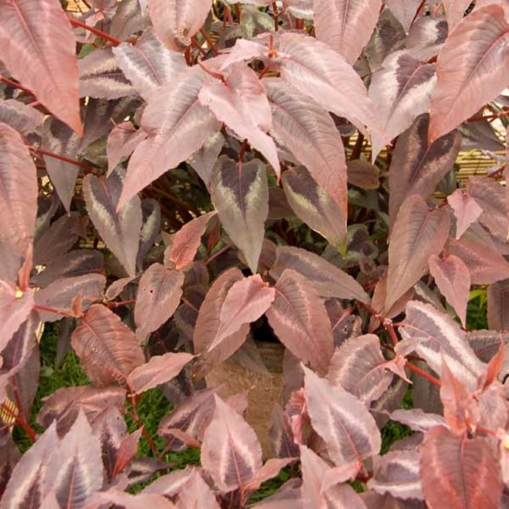 Kleinköpfiger Knöterich Red Dragon - Persicaria microcephala