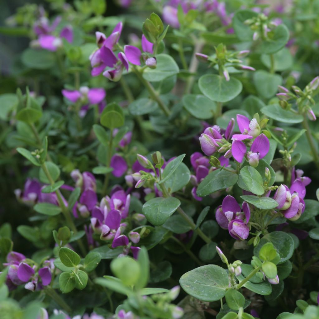 Polygala Bibi Pink - Kreuzblume