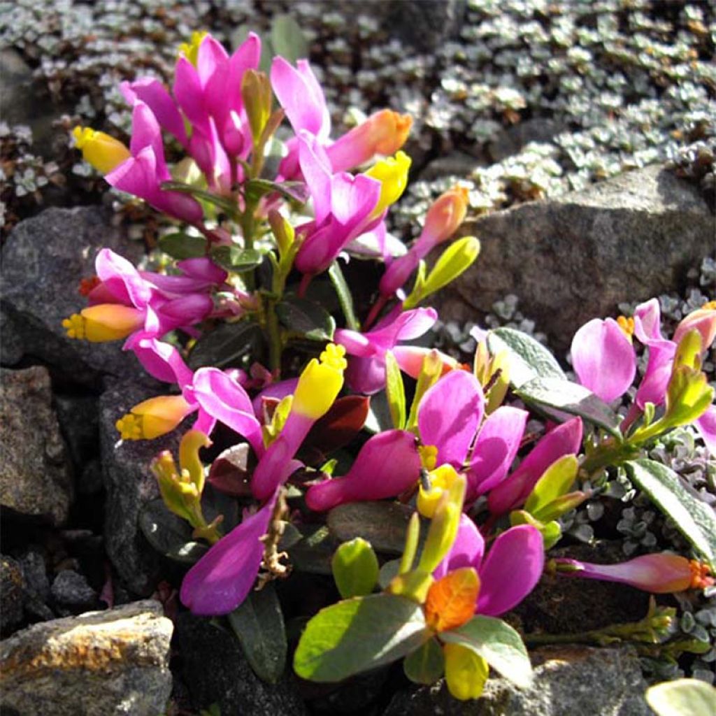 Polygala chamaebuxus Grandiflora - Kreuzblume