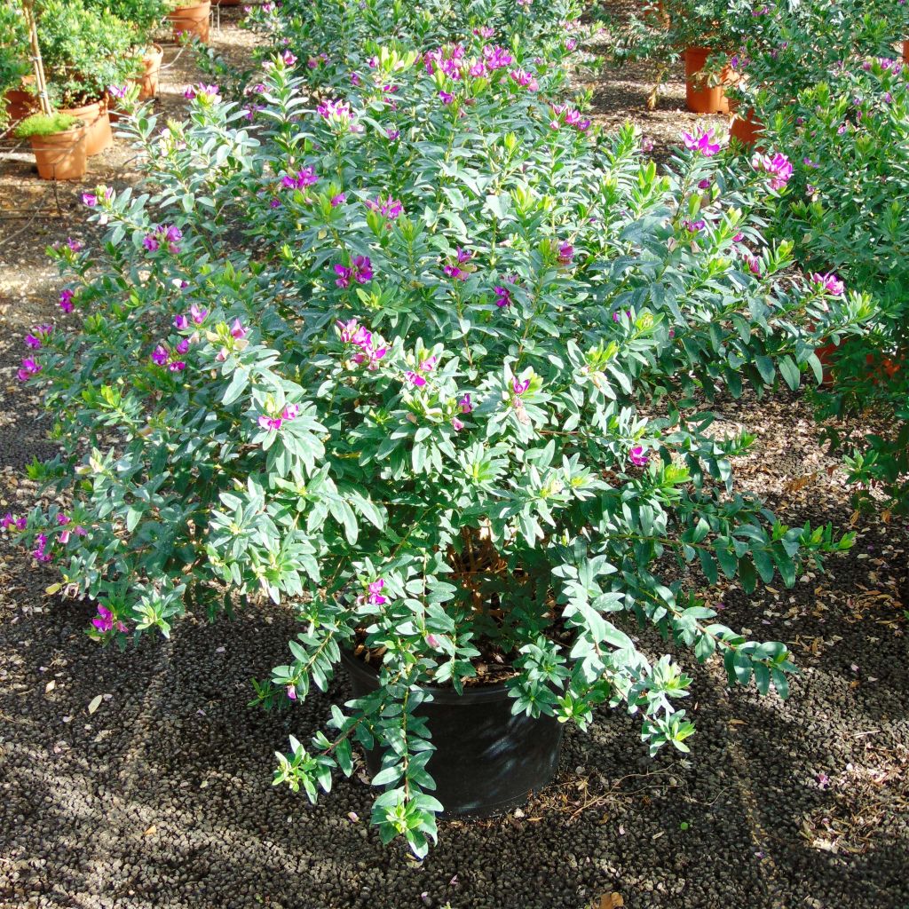 Polygala myrtifolia - Polygale à feuilles de myrte