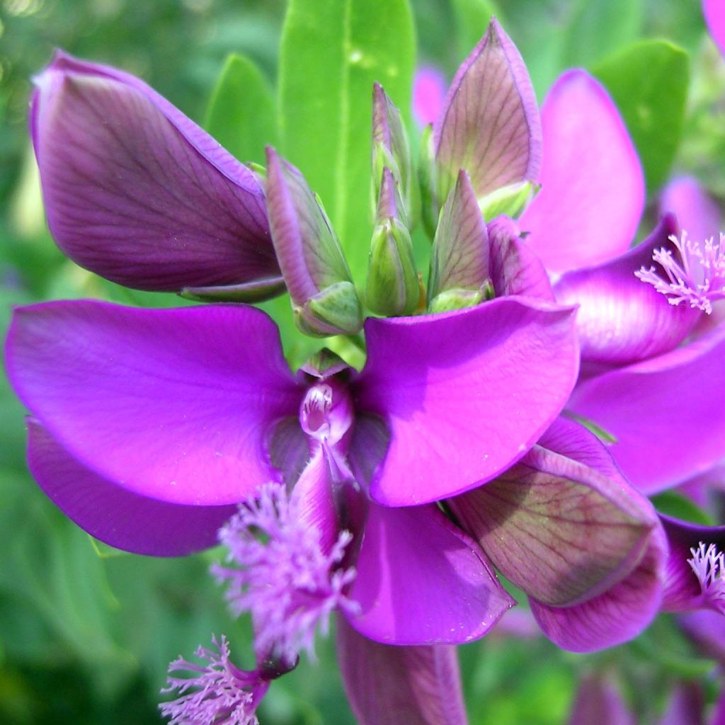 Polygala myrtifolia - Polygale à feuilles de myrte