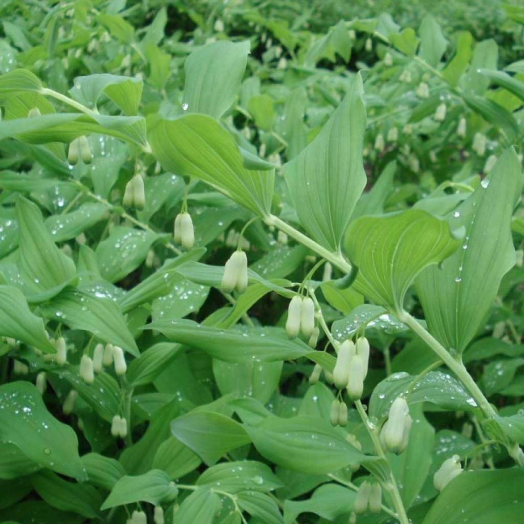 Polygonatum commutatum - Großes Salomonssiegel