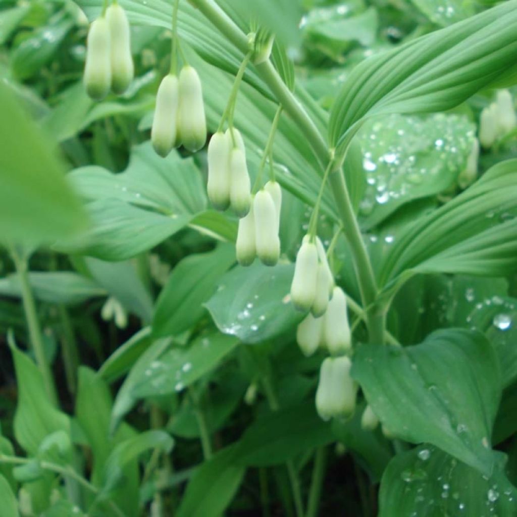 Polygonatum commutatum - Großes Salomonssiegel