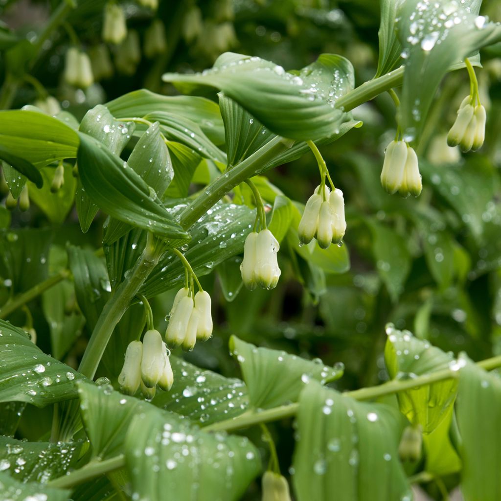 Polygonatum commutatum - Großes Salomonssiegel