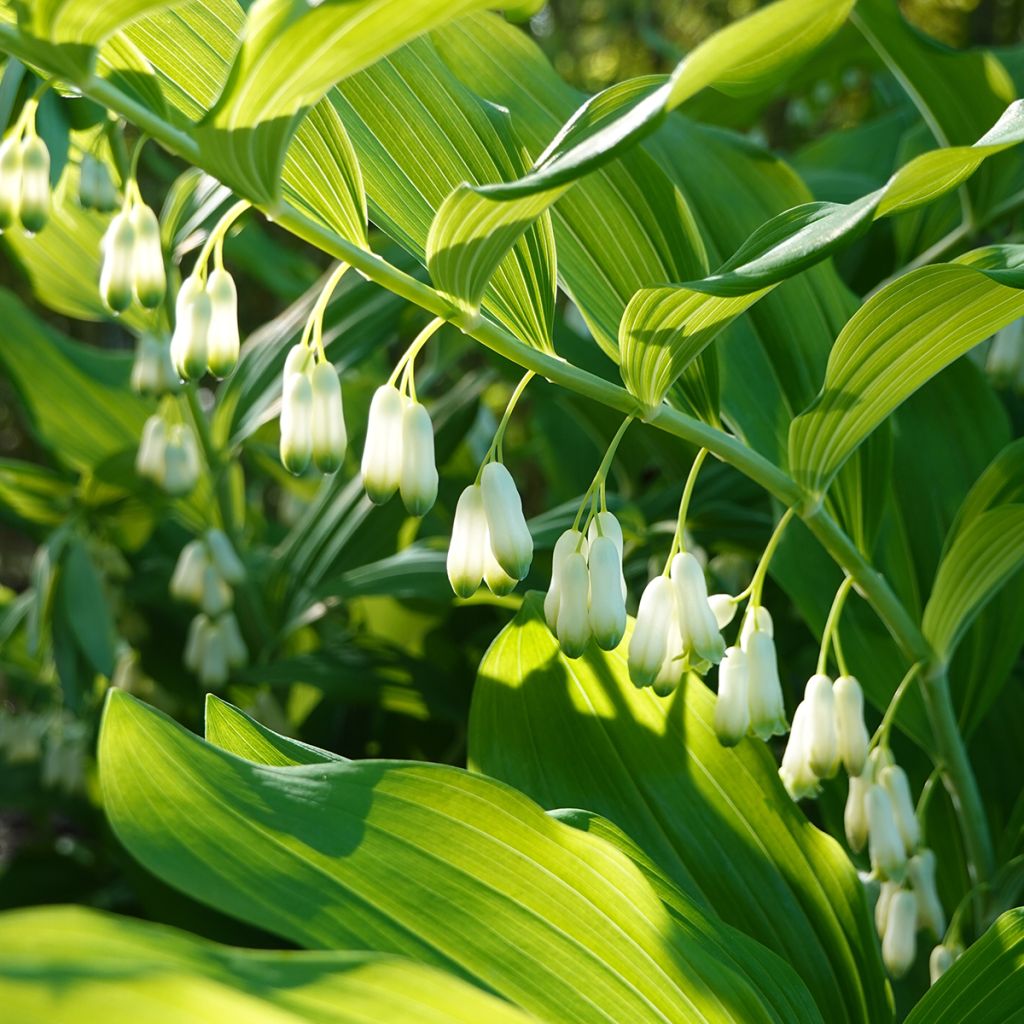 Polygonatum commutatum - Großes Salomonssiegel